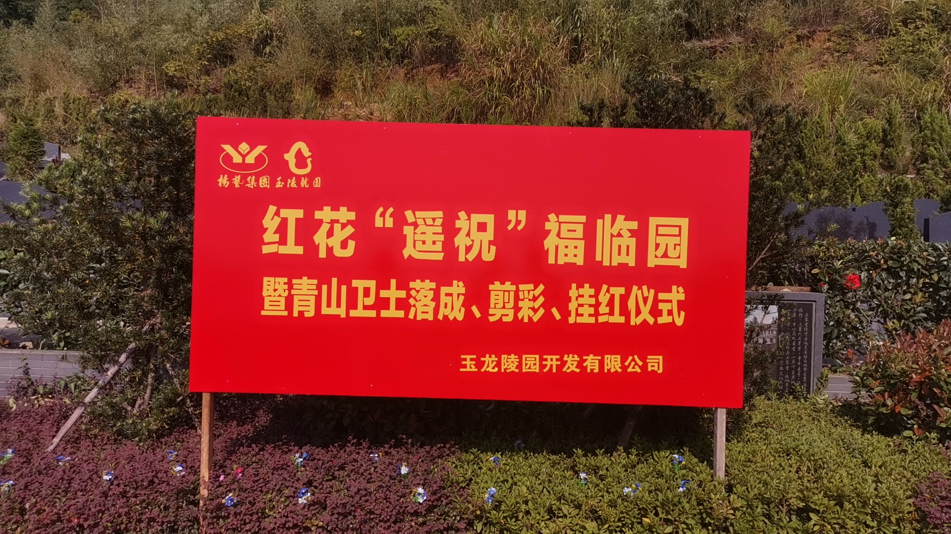 红花传爱意，情满玉龙园！