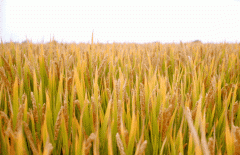 稻谷飘香迎有年|云顶集团生产基地奏响丰收乐章